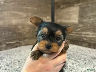 Yorkshire Terrier dogs for sale: Matthew - Ad 2
