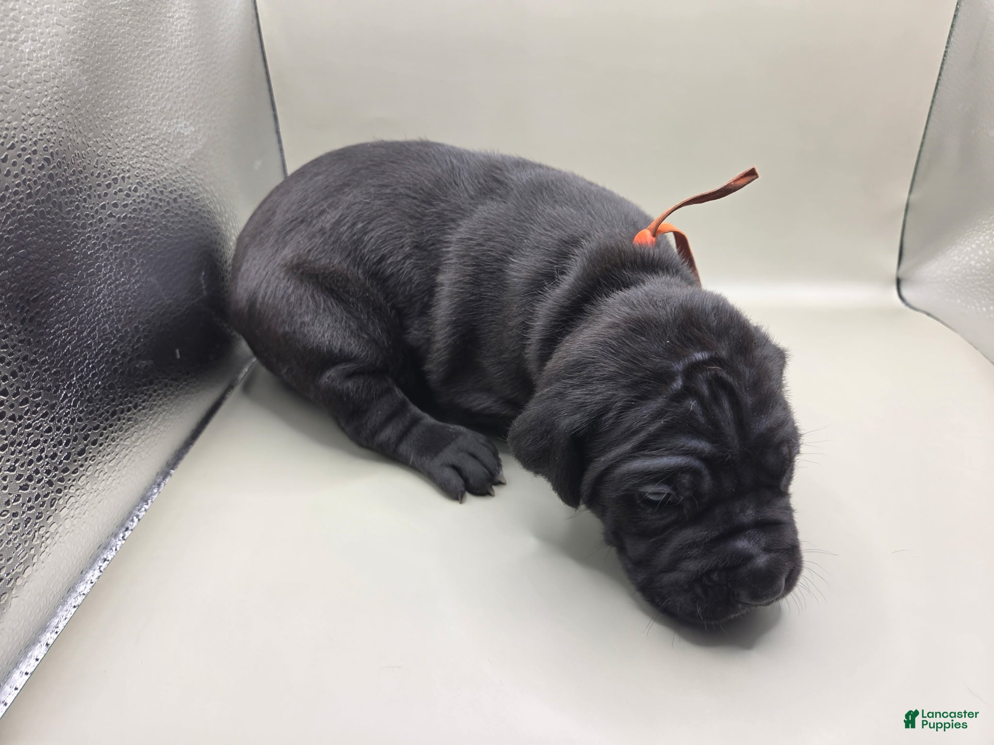 Mixed Breed dogs Orange - Ad 16