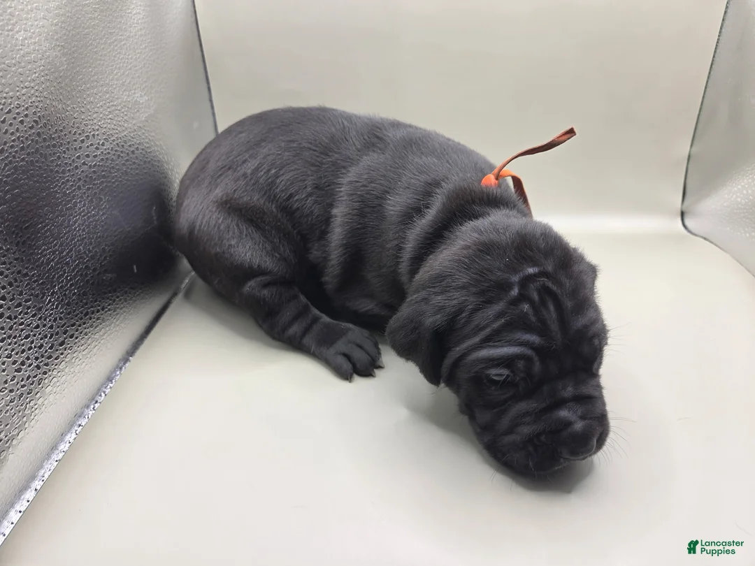 Mixed Breed dogs for sale: Orange - Ad 1