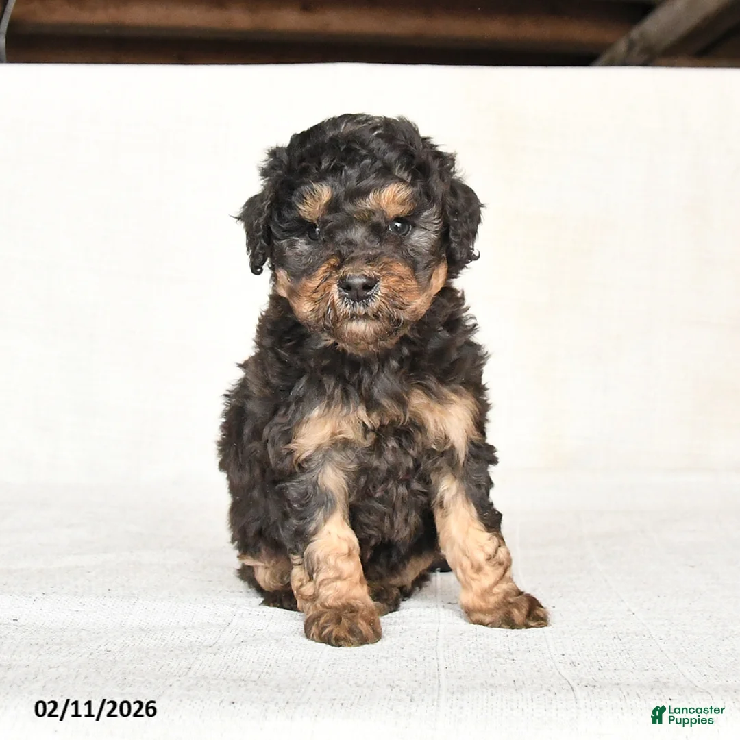 Mini Goldendoodle dogs for sale: Georgie - Ad 3