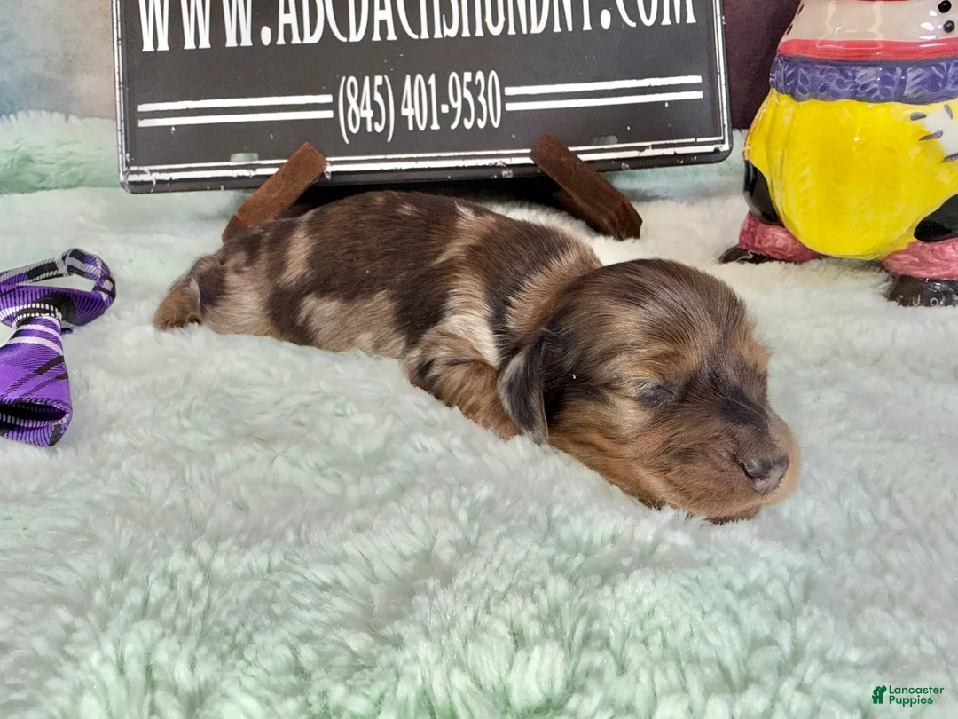 Miniature Dachshund dogs for sale: Brapple boy- super unique - Ad 1