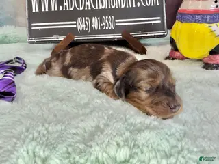Miniature Dachshund dogs Brapple boy- super unique - Ad 31