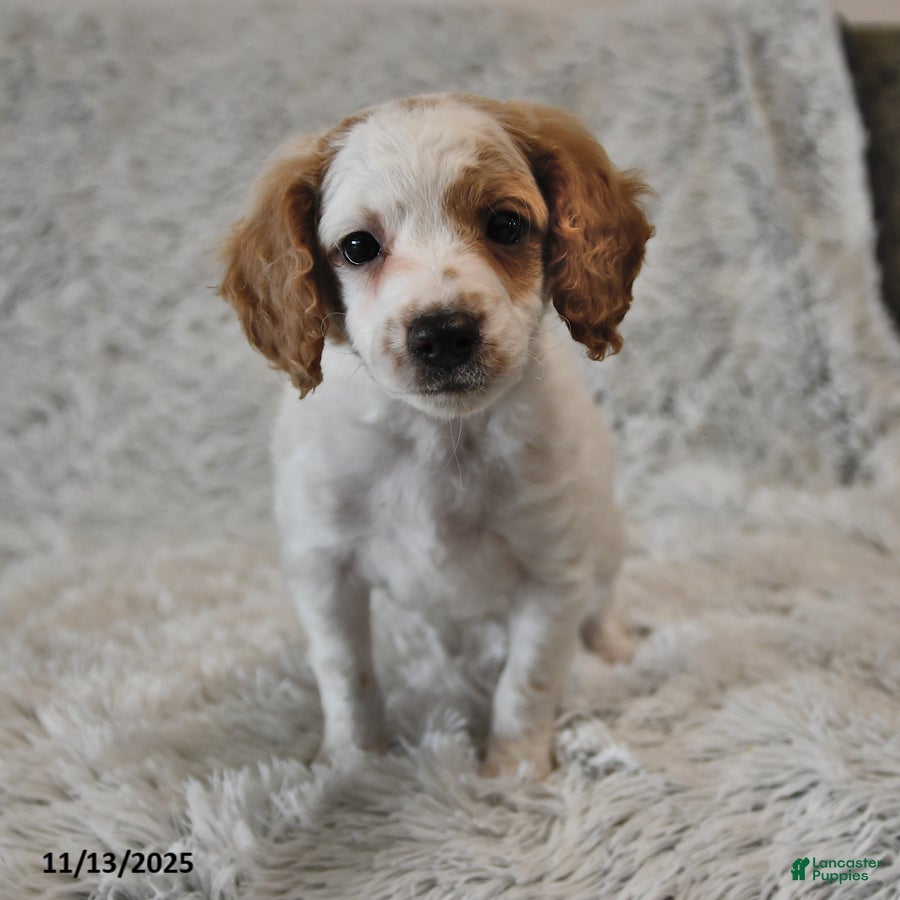 Mini Goldendoodle dogs Misty - Ad 39