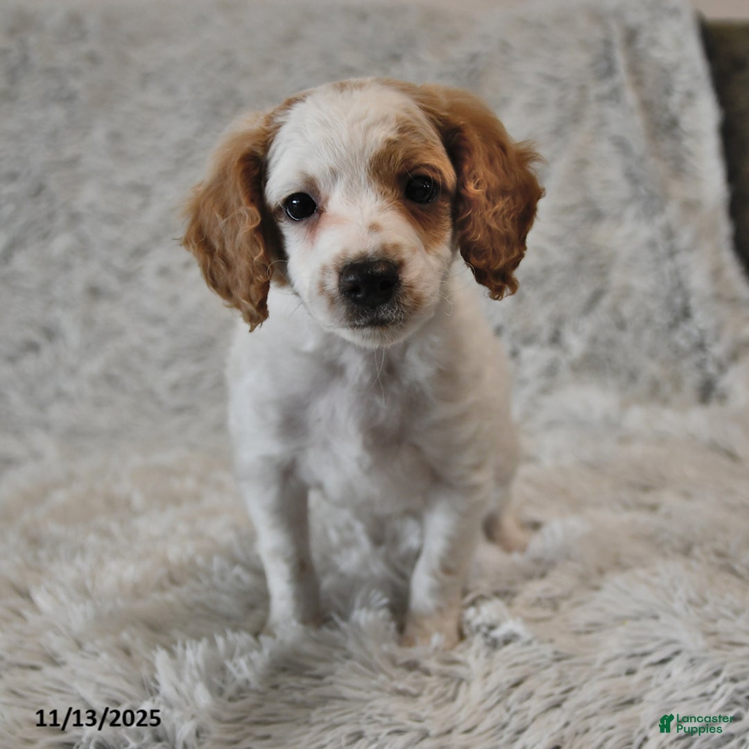 Mini Goldendoodle dogs for sale: Misty - Ad 1