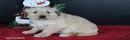 Golden Retriever dogs for sale: Cinnamon - Ad 4