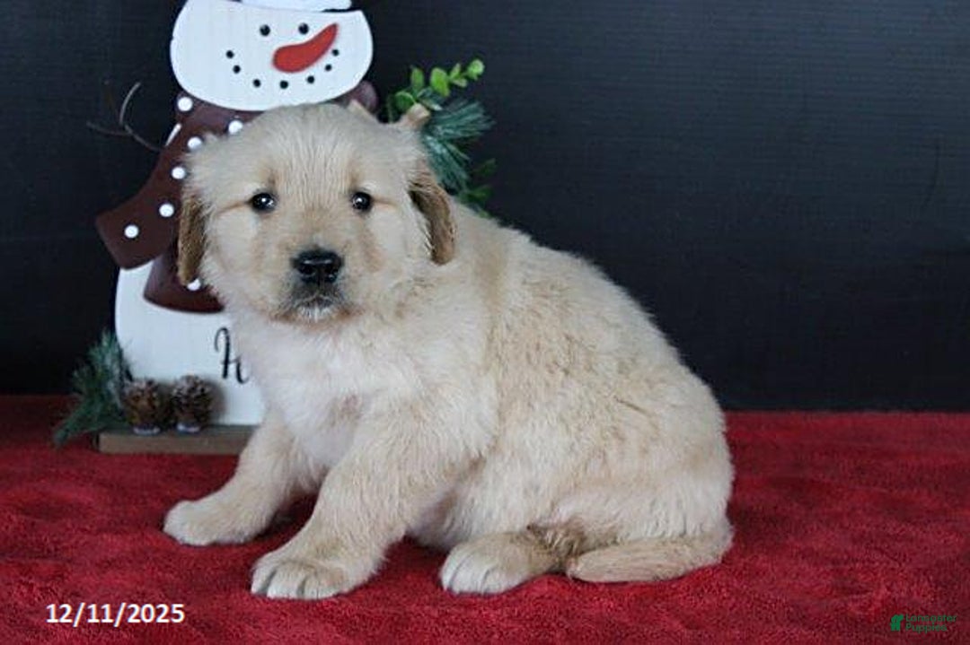 Golden Retriever dogs for sale: Cinnamon - Ad 4