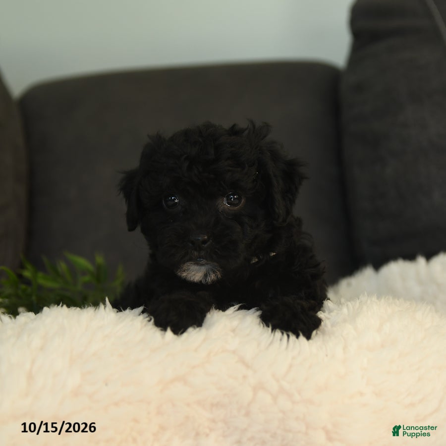 Teddy Bear dogs Sophie - Ad 2