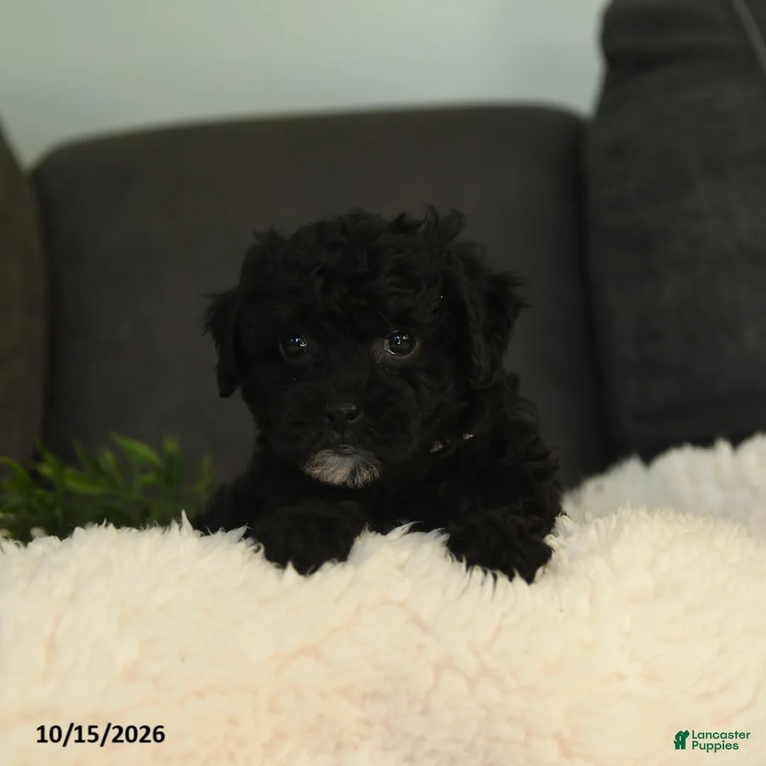 Teddy Bear dogs for sale: Sophie - Ad 2