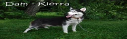 Siberian Husky dogs for sale: Donald - Ad 7