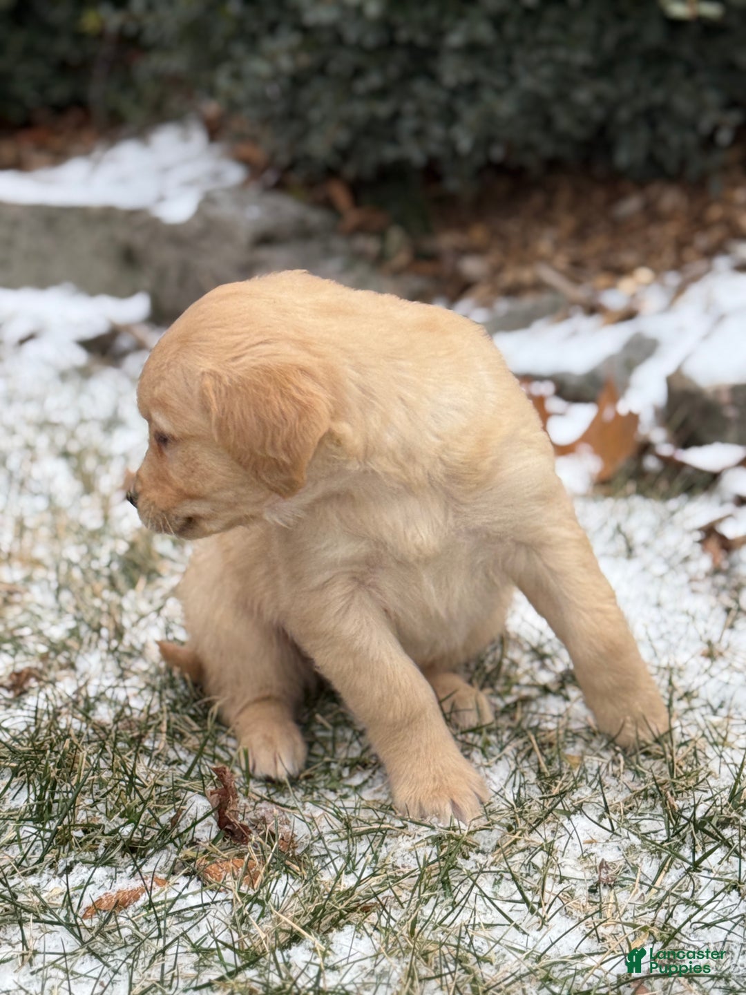 Golden Retriever dogs for sale: Susie - Ad 6