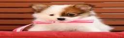 Pomeranian dogs for sale: Shelly - Ad 4