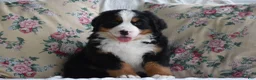 Bernese Mountain Dog dogs for sale: Bernard  - Ad 8