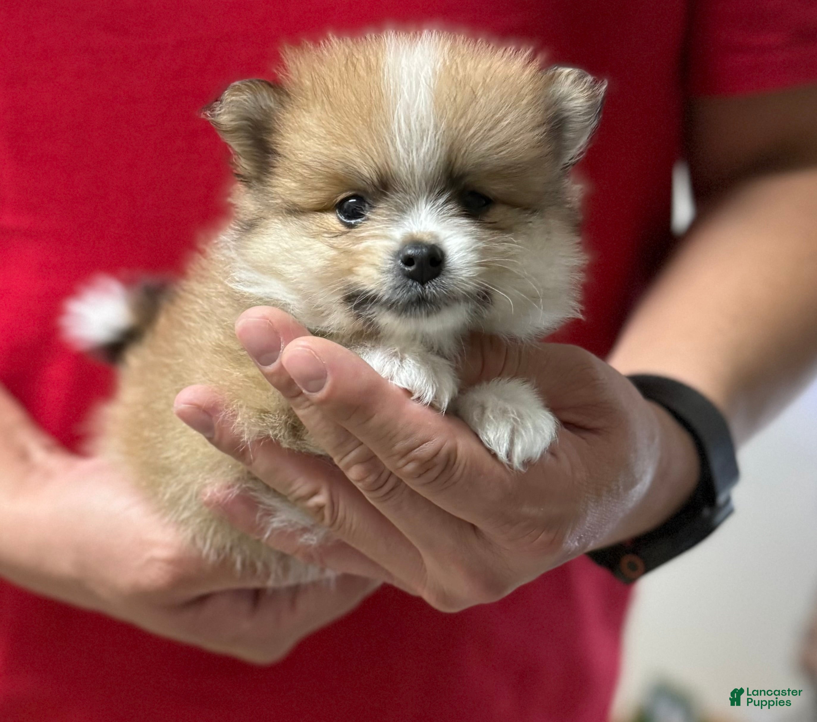 Pomeranian dogs Layla - Ad 33