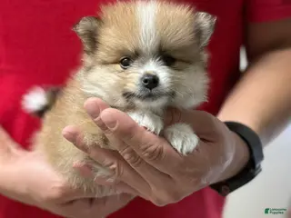 Pomeranian dogs Layla - Ad 28