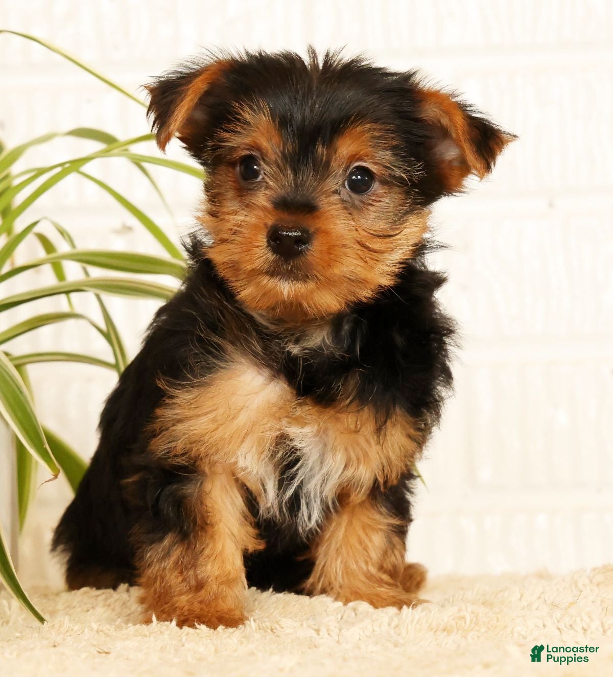 Yorkshire Terrier dogs Sammy - Ad 2