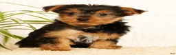 Yorkshire Terrier dogs for sale: Sammy - Ad 2