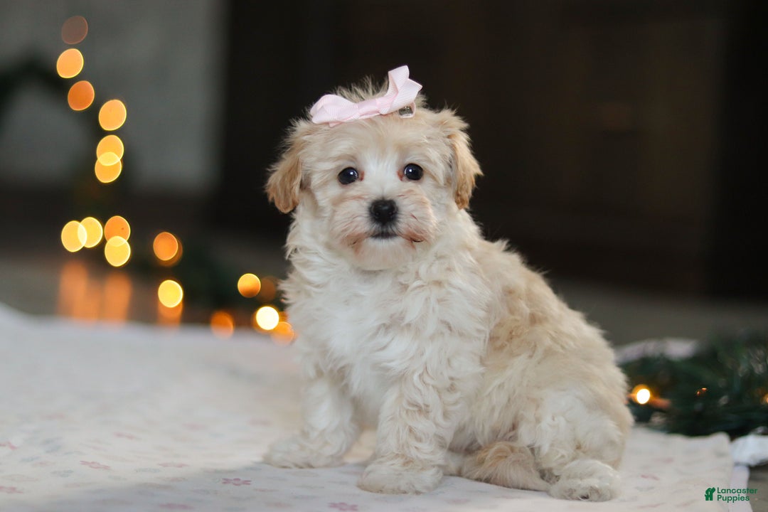 Havapoo dogs for sale: Clover - Ad 7