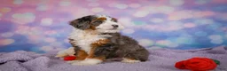 Mini Bernedoodle dogs for sale: Shelby - Ad 6