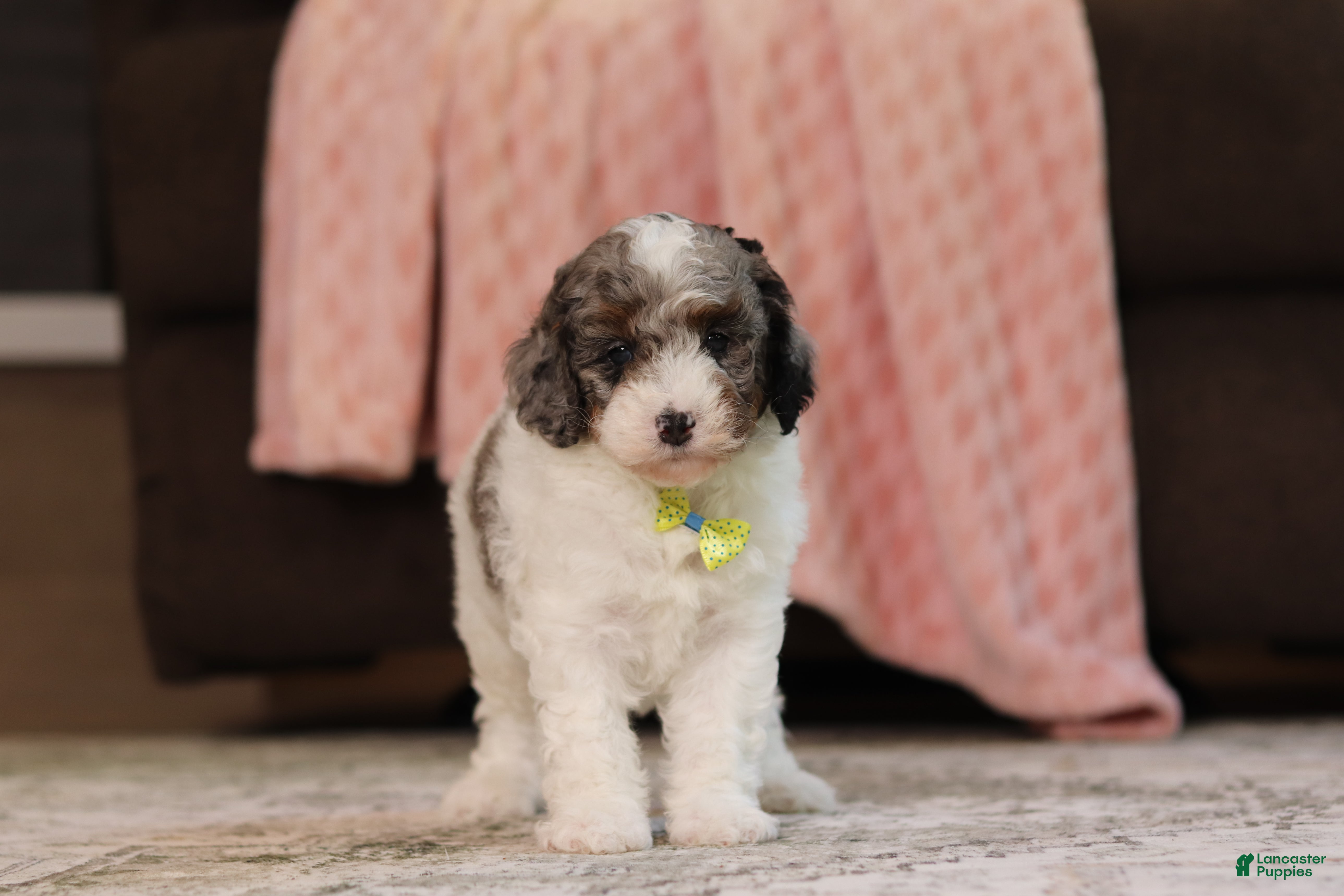 Miniature Poodle dogs Jett (AKC) - Ad 1