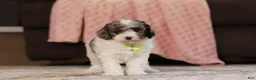 Miniature Poodle dogs for sale: Jett (AKC) - Ad 1