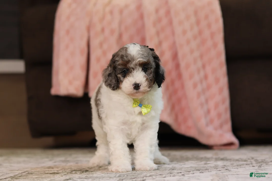 Miniature Poodle dogs for sale: Jett (AKC) - Ad 1