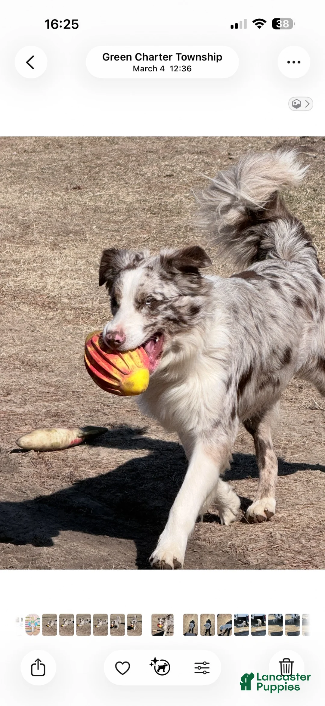 Mixed Breed dogs for sale: Mixed Breed 2 - Ad 10