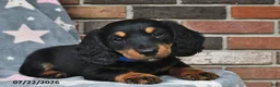 Miniature Dachshund dogs for sale: Fireworks - Ad 1