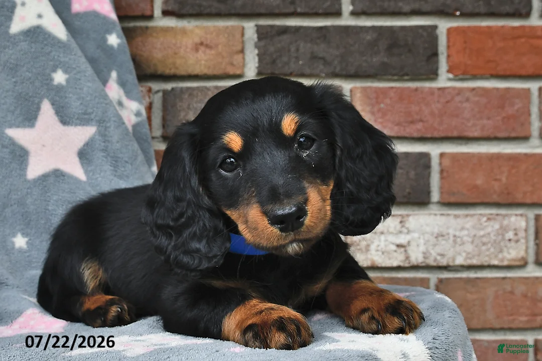 Miniature Dachshund dogs for sale: Fireworks - Ad 1