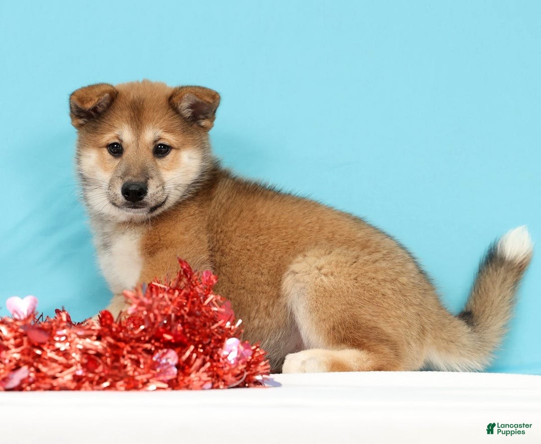 Mixed Breed dogs for sale: Jasper - Ad 2