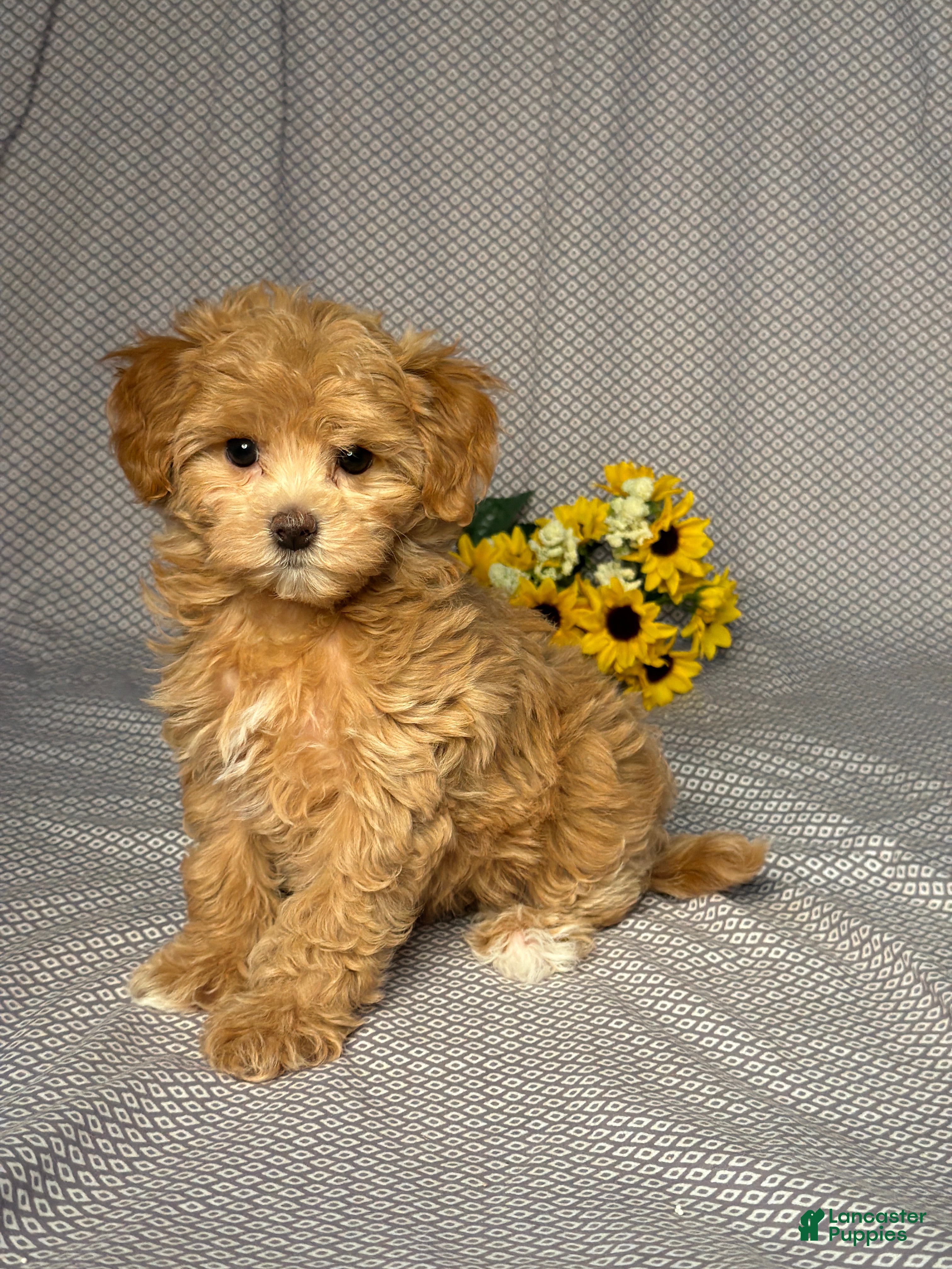 Maltipoo dogs Abby - Ad 2