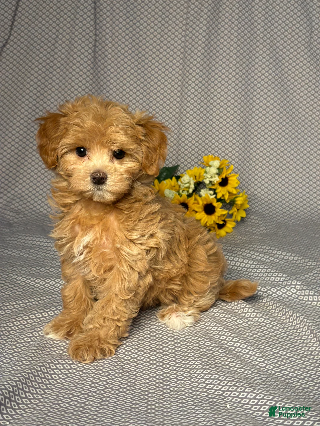 Maltipoo dogs for sale: Abby - Ad 2