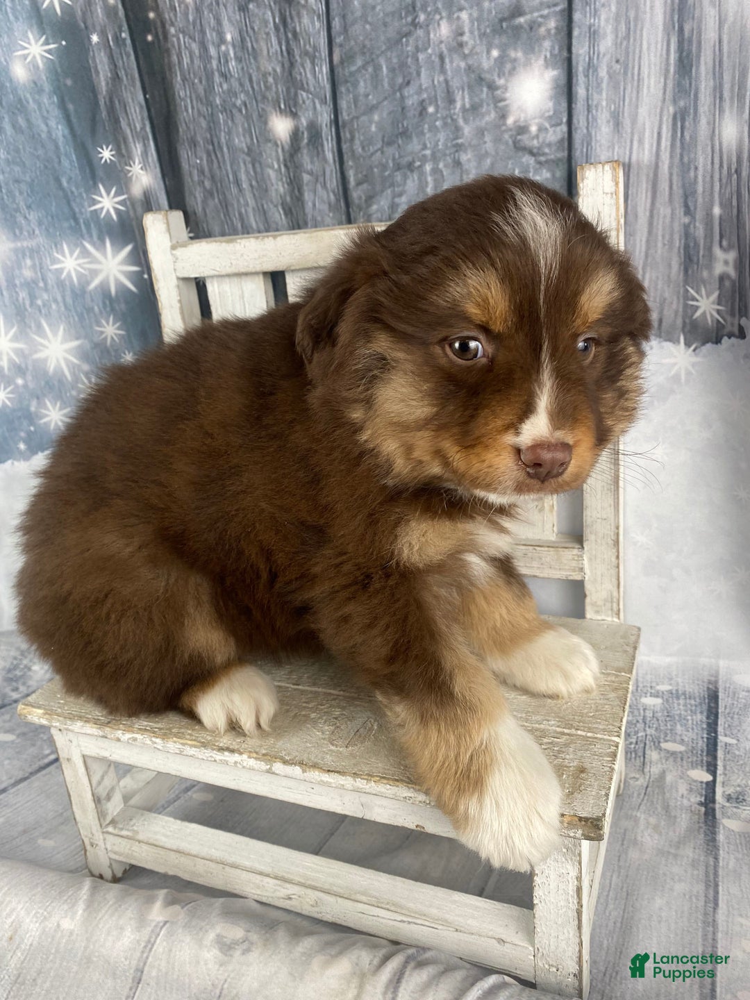 Australian Shepherd dogs for sale: Orion - Ad 2