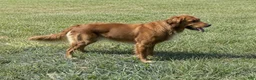 Golden Retriever dogs for sale: Golden Retriever Puppy 1 - Ad 2