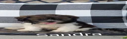 Mixed Breed dogs for sale: Sandra - Ad 6