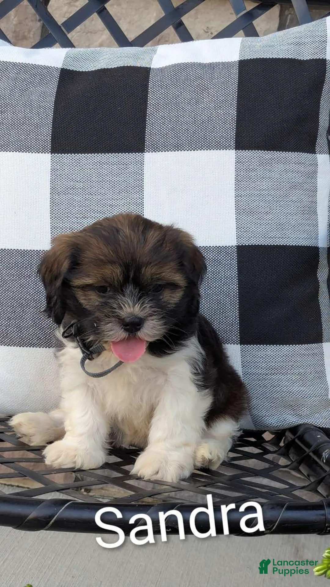 Mixed Breed dogs for sale: Sandra - Ad 6