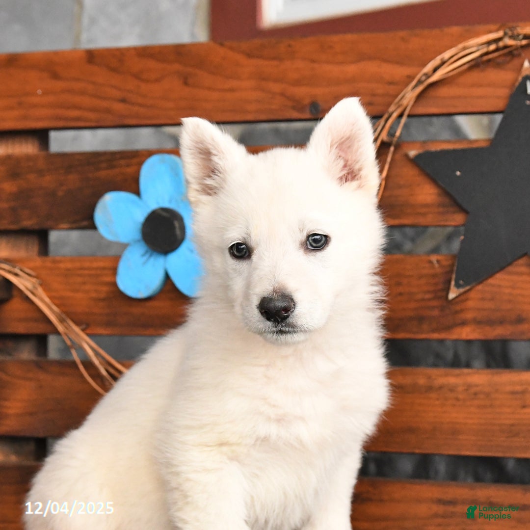 German Shepherd dogs for sale: Molly - Ad 5