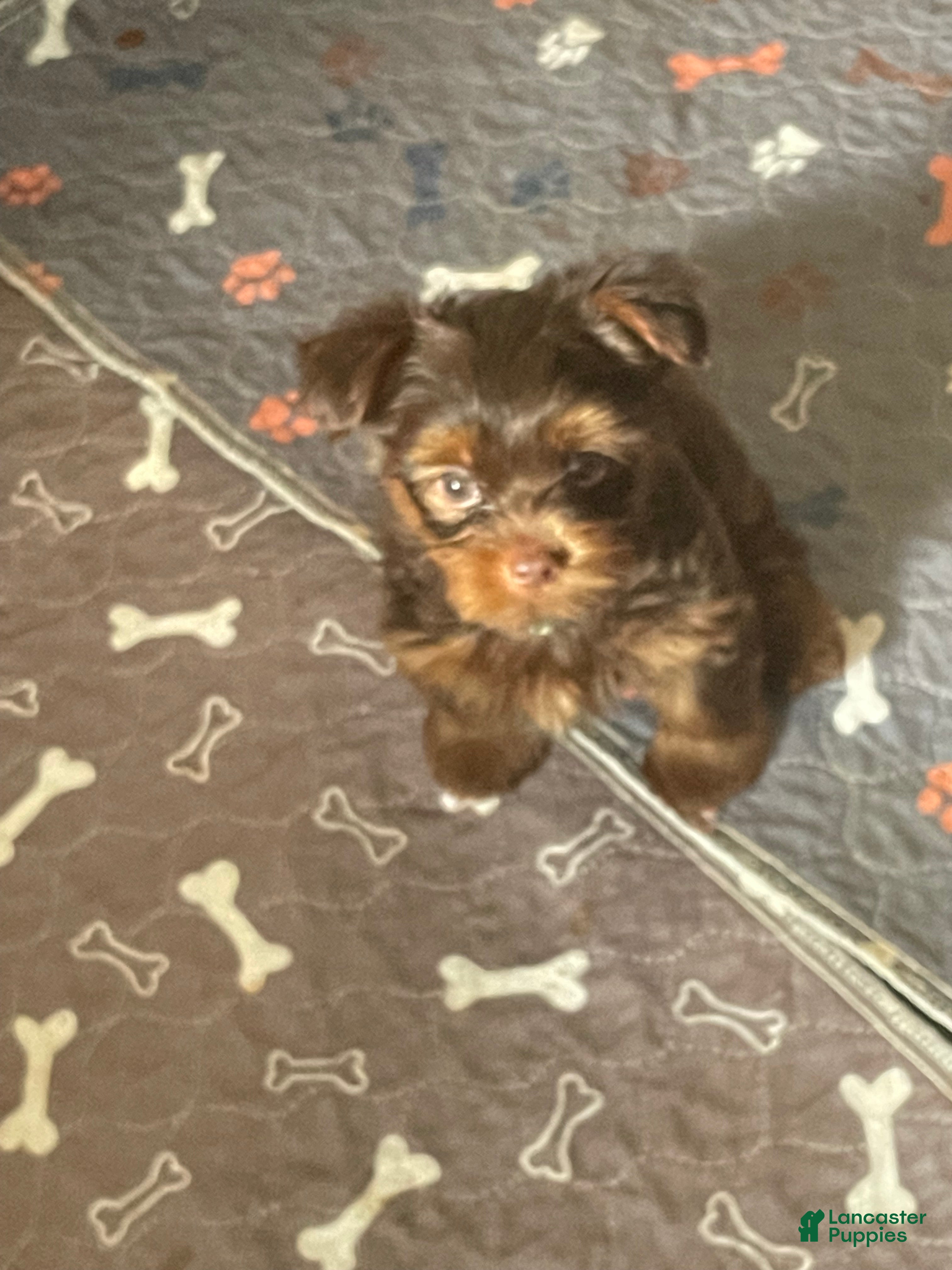 Yorkshire Terrier dogs Tony - Ad 2