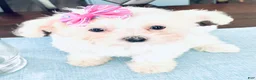 Maltese dogs for sale: Teacup Tenley - Ad 5