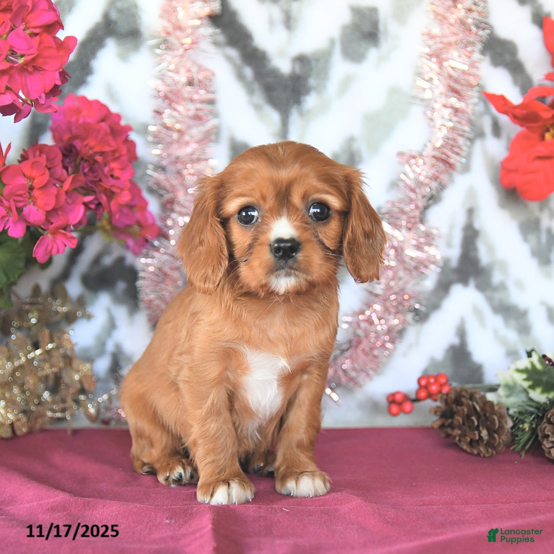 Cavalier King Charles Spaniel dogs for sale: Dewey - Ad 2