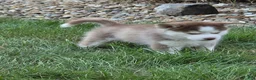 Pomsky dogs for sale: Annabelle - Ad 3