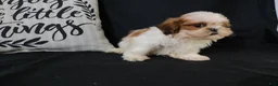 Shih Tzu dogs for sale: Buddy - Ad 11