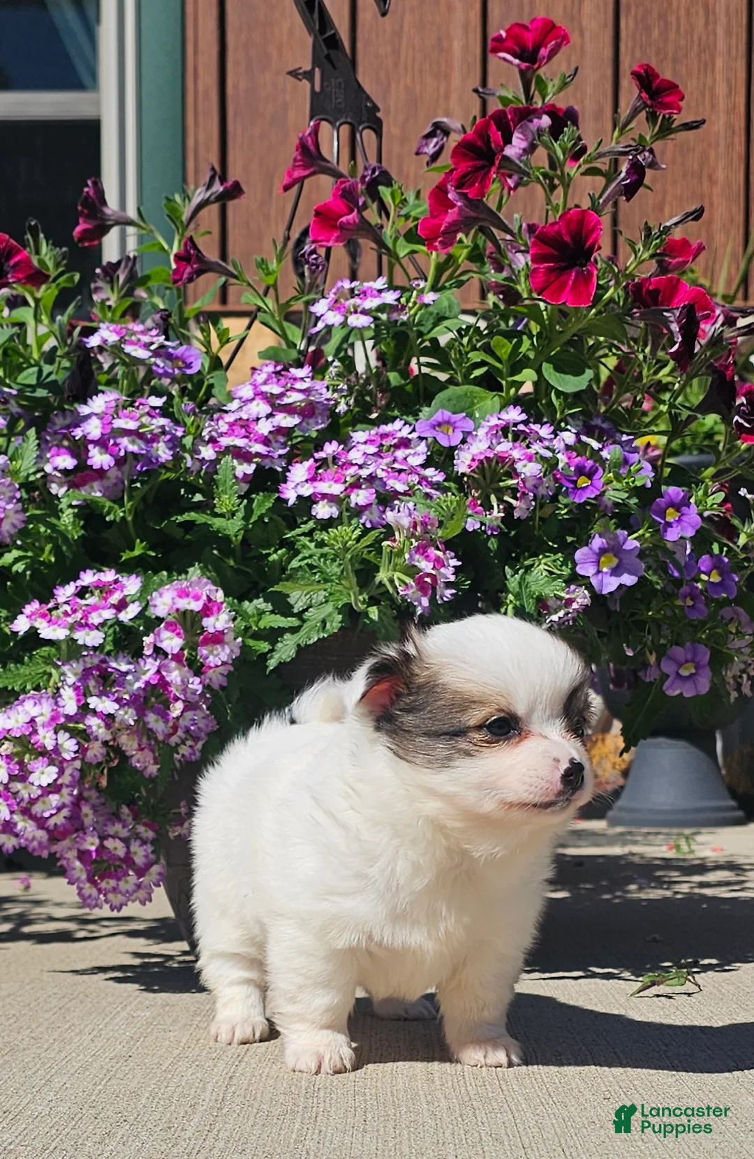 Pomchi dogs for sale: Pomchi Puppy 2 - Ad 2