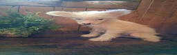 Chinese Crested dogs for sale: Chinese Crested 1 - Ad 8