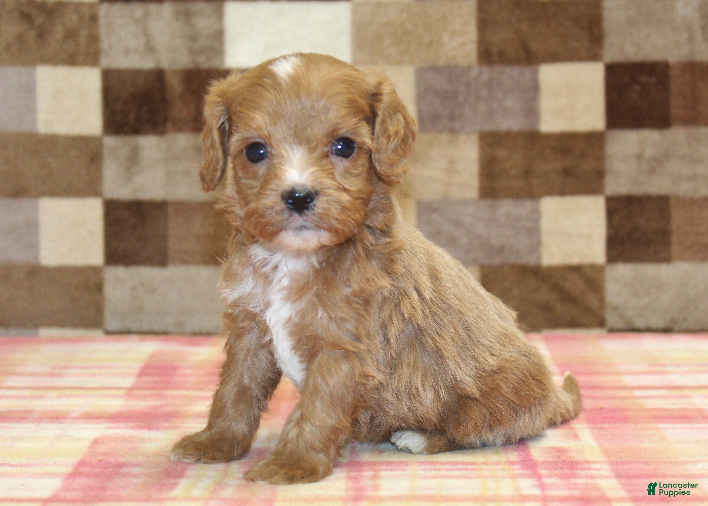 Cavapoo dogs George - Ad 42