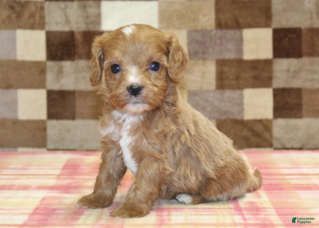Cavapoo dogs for sale: George - Ad 1