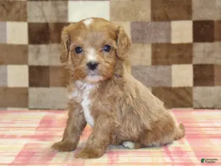 Cavapoo dogs George - Ad 42