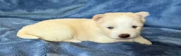 Pomsky dogs for sale: Rosalind - Ad 4