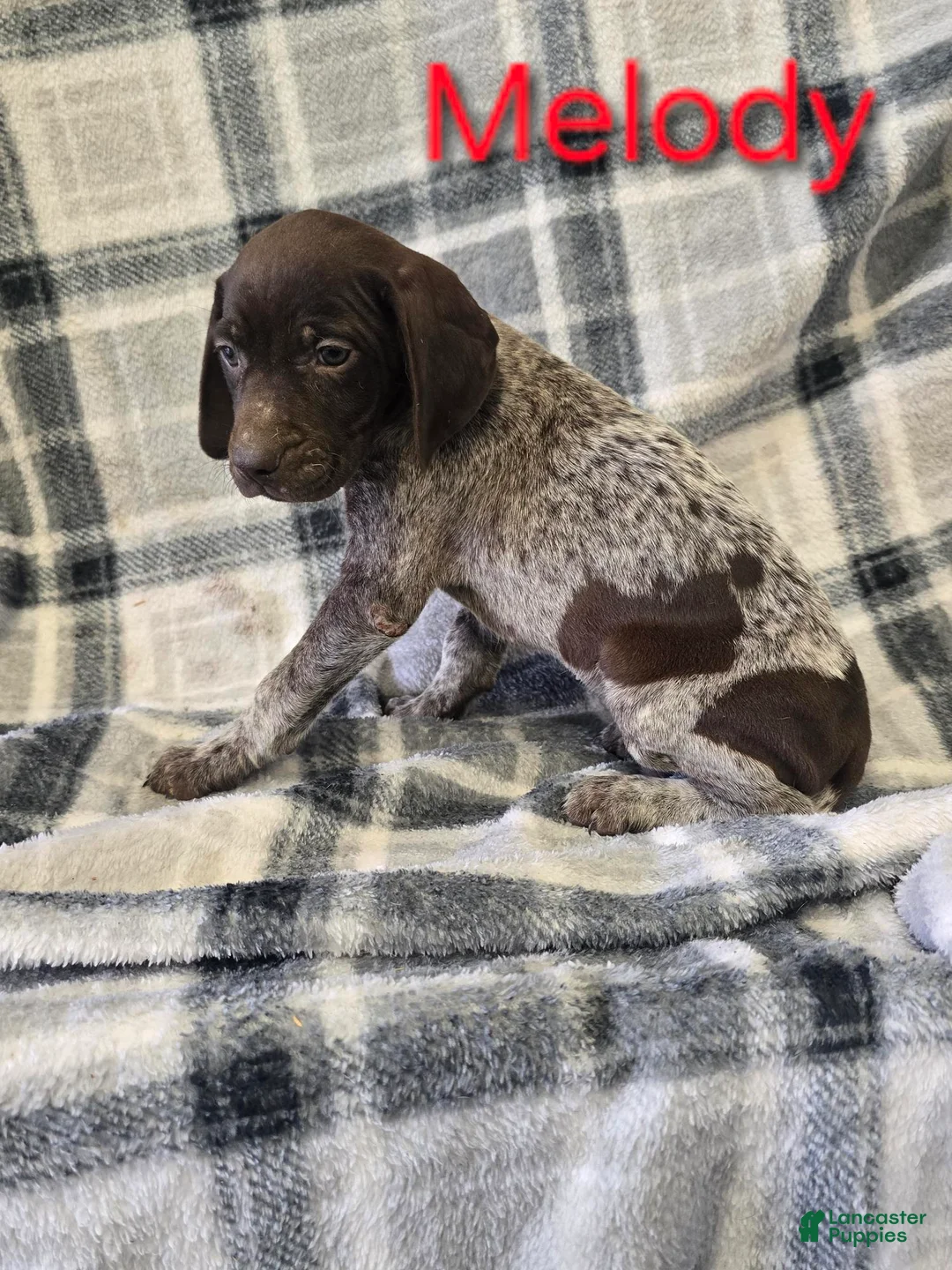 Mixed Breed dogs for sale: MELODY - Ad 1