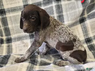 Mixed Breed dogs MELODY - Ad 20