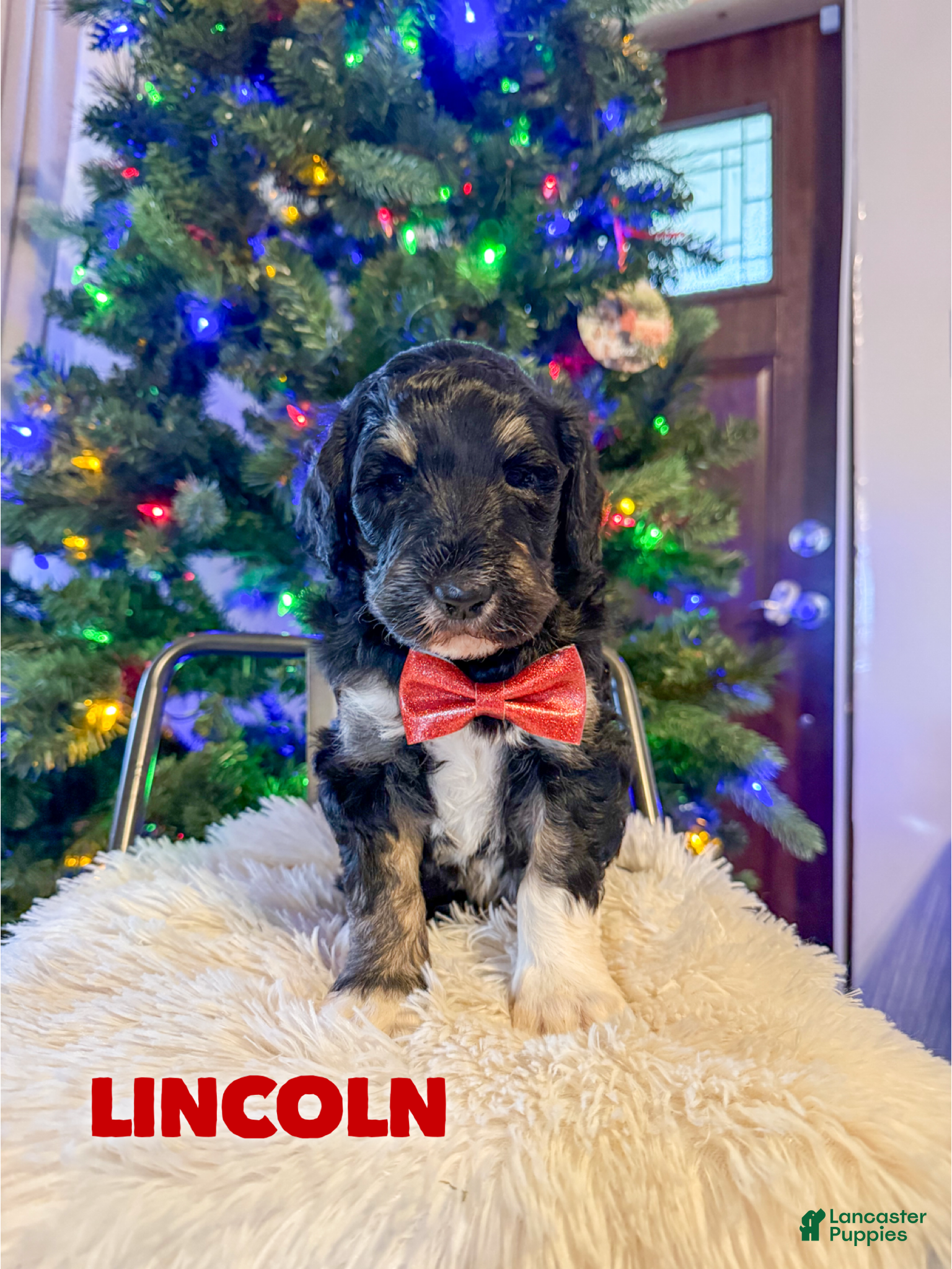 Aussiedoodle dogs Lincoln - Ad 11